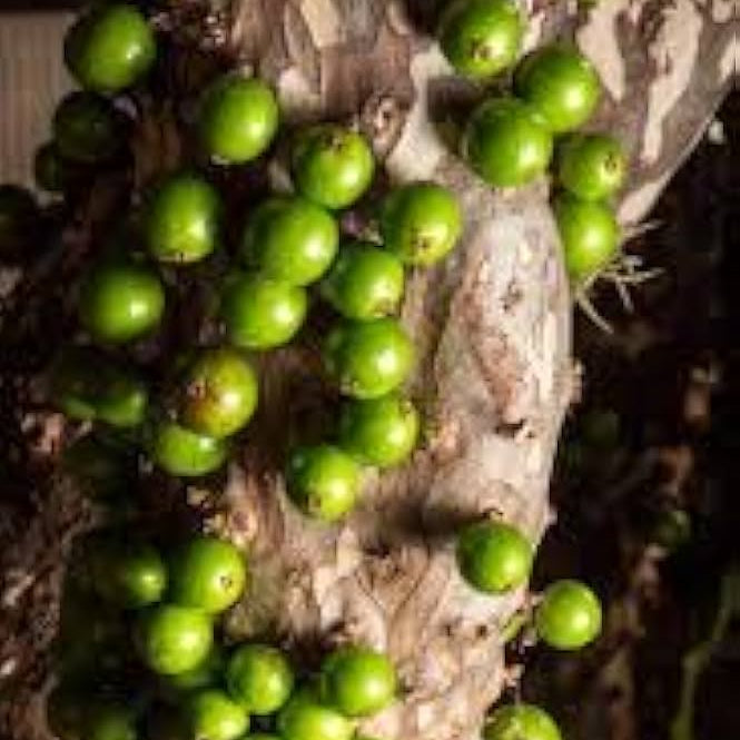 Jaboticaba Green Crystal Fruit Live Plant