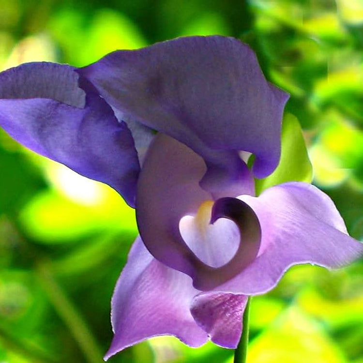Ganesha vine Seeds - Open Pollinated