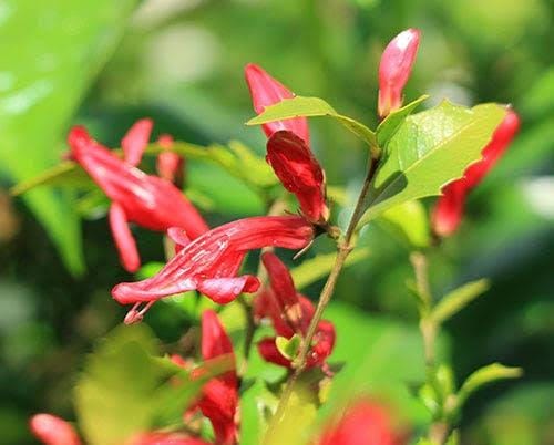 Holy Fuchsia Live Plant – Rare Exotic Flowering Plant