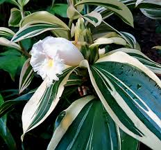 Costus Variegated with White Flowers Live Plant