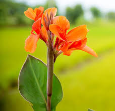 Orange Canna Lily / Indian Shot (Canna indica) Flowering Live Plant