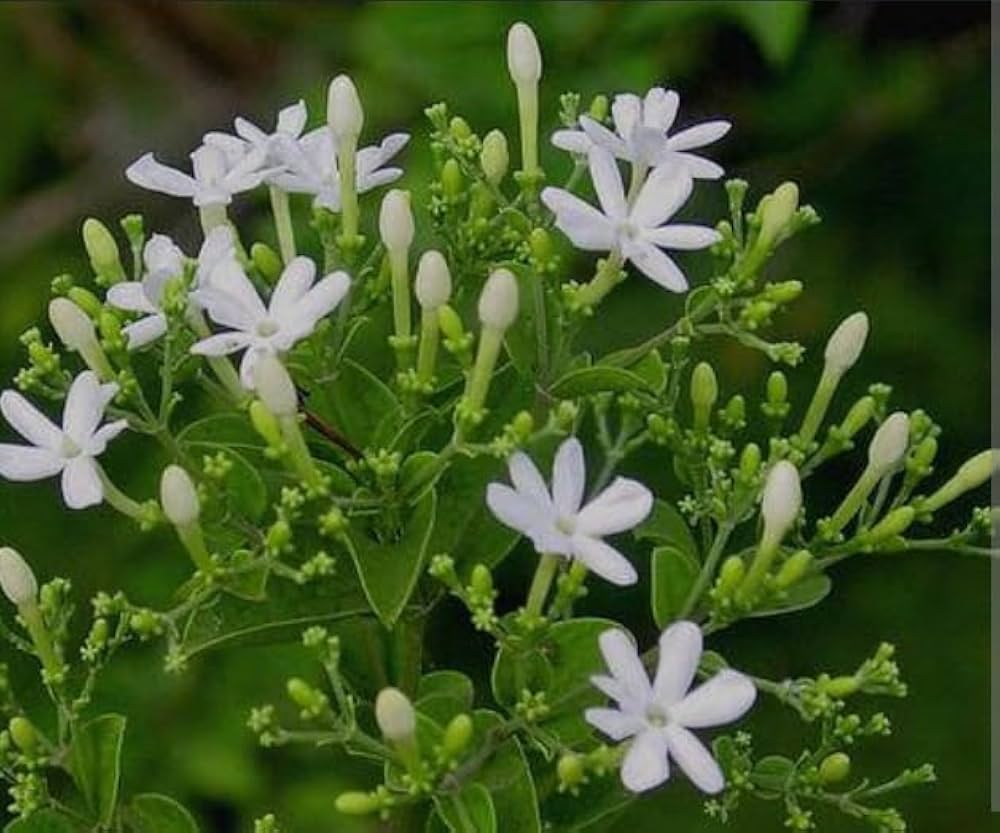 Bees Plant Hub Juhi Jasmine (Jasminum auriculatum) Highly Fragrant Flowering Live Plant