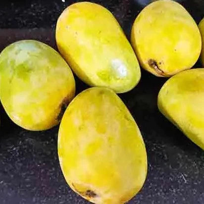 Cheruku Rasalu Mango Grafted Live Plant