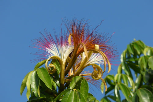 Pachira Aquatica /Money Tree Flowering Live Plant
