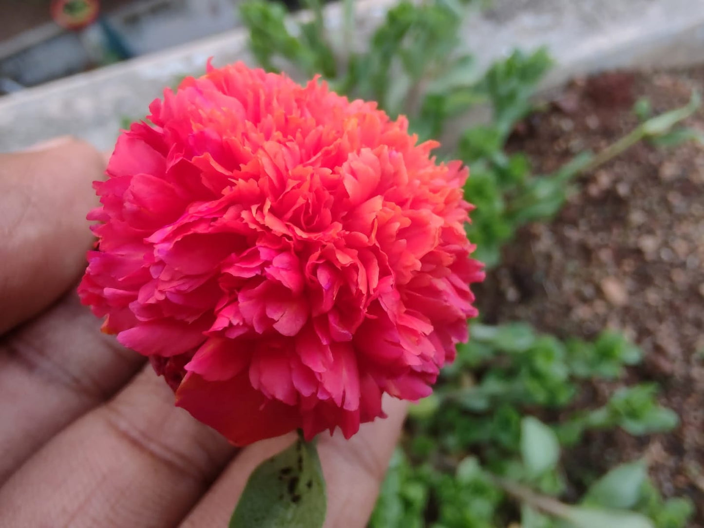 Portulaca red multipetal / Cinderella table rose Beautiful Trailing Flowering Plant