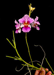 Papilionanthe Miss Joaquim Orchid Live Plant
