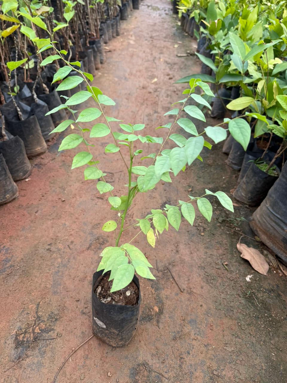 Phyllanthus Acidus Fruit Live Plant