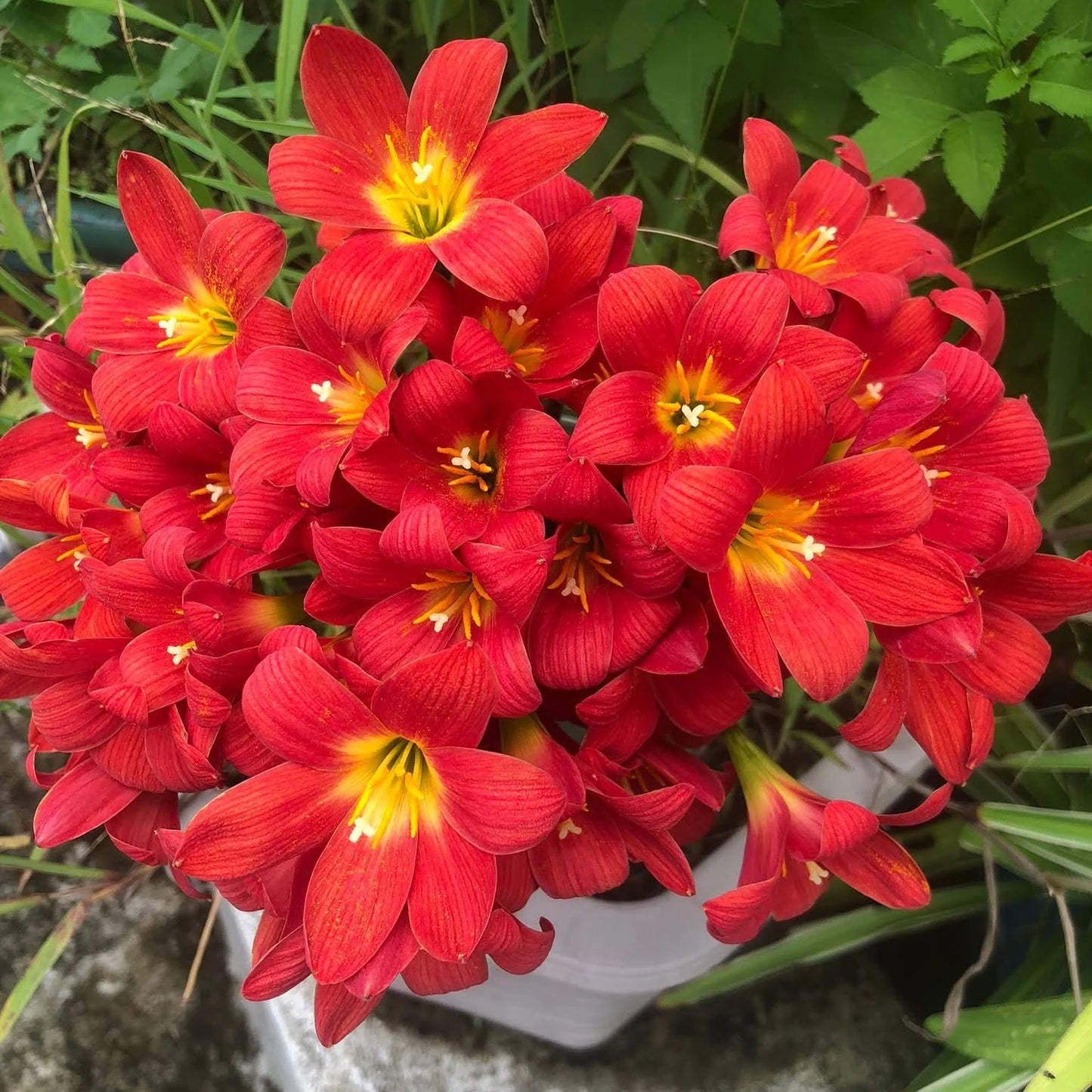 Dazzling Flame Rain Lilly All Time Flowering Live Plant