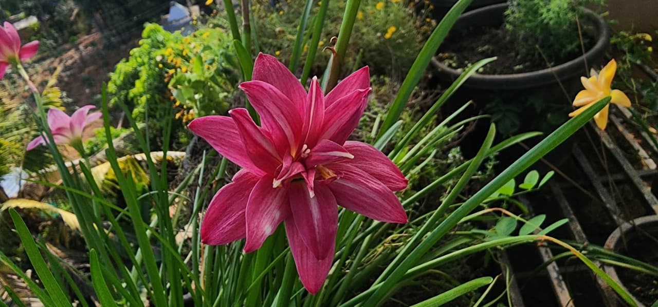 Pink Ruby Multipetal rain Lilly All Time Flowering Live Plant