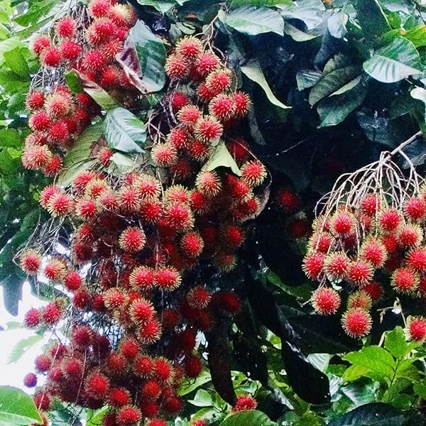 Bees Plant Hub Rambutan N18 Tropical Grafted Fruit Plant