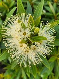 Crimson Penda / First Love White (Rosida) Flowering Live Plant