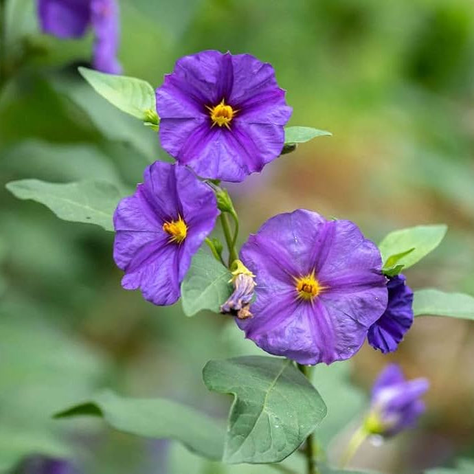 Blue Solanum/ Lycianthes rantonnetii Live flowering Plant