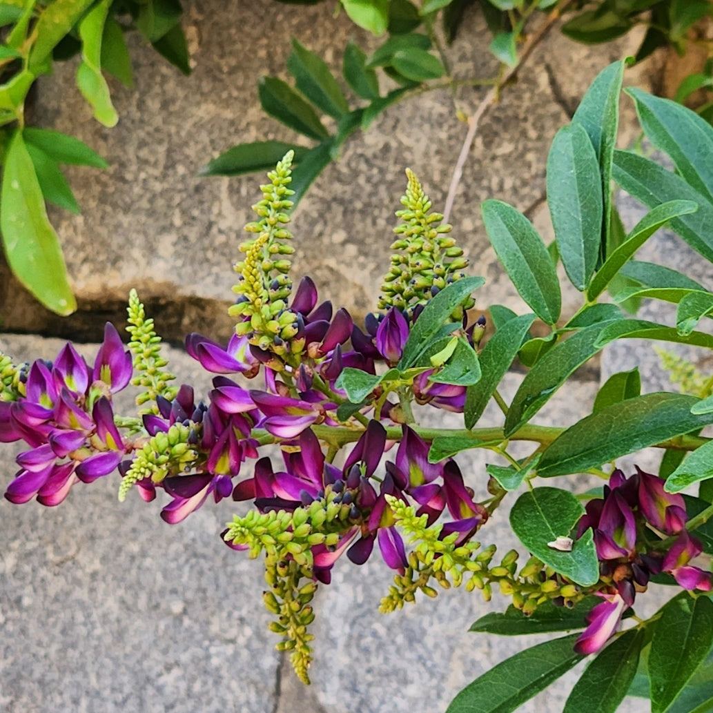 Chinese Evergreen Wisteria / Wisteriopsis reticulata/ Millettia reticulata Live flowering Plant