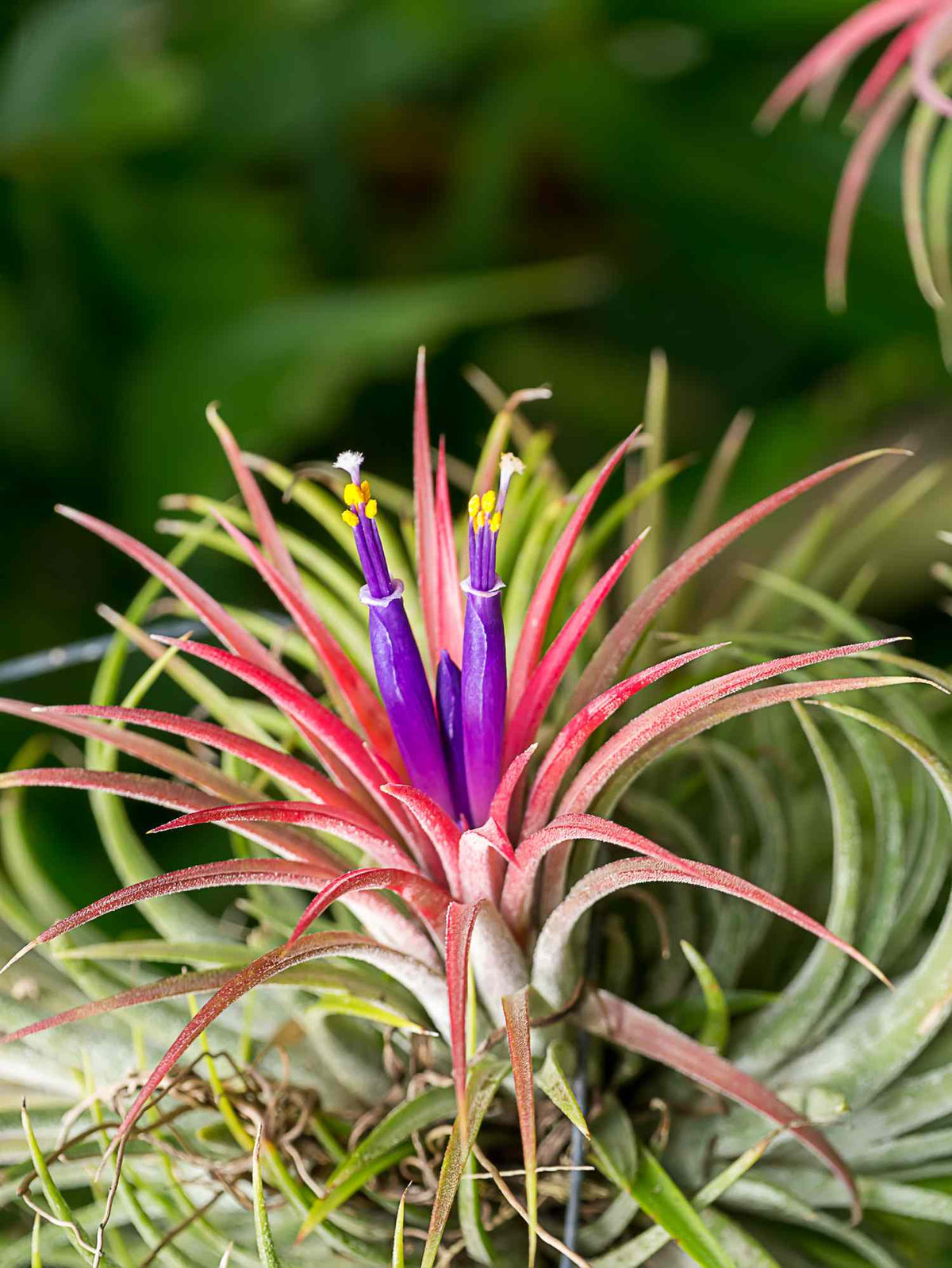 Bees Plant Hub Tillandsia Ionantha Red Blooming Size (Air Plant)
