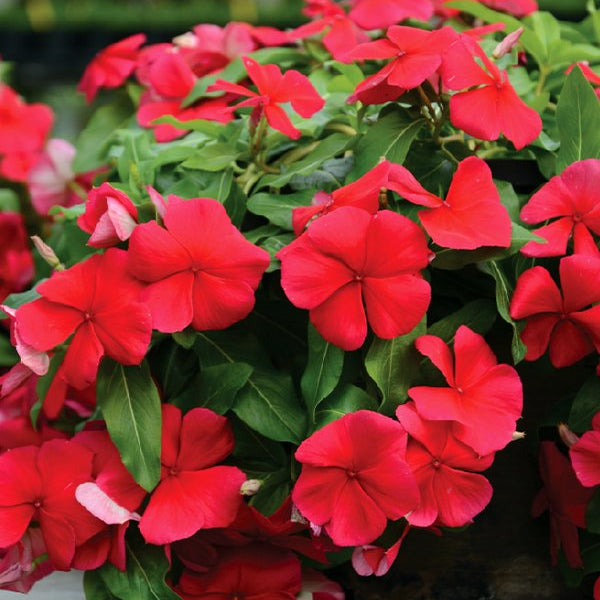Red Hanging Vinca Plant – Beautiful Trailing Flowering Plant