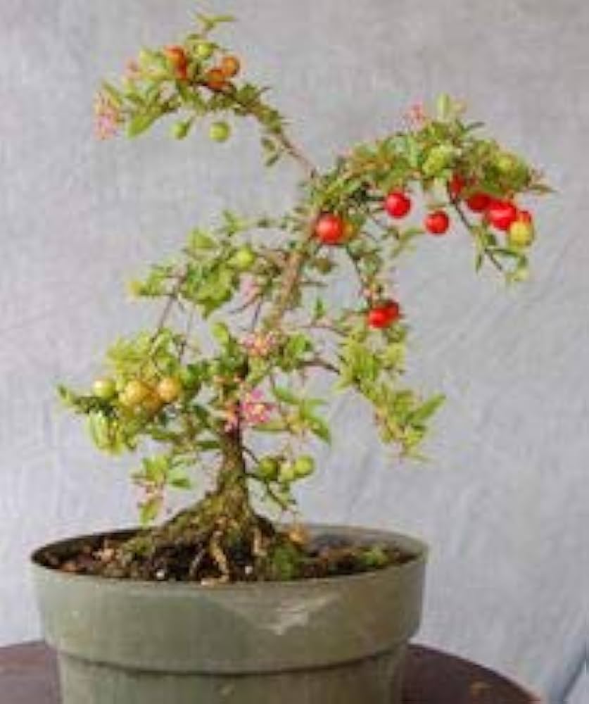Western cherry Bonsai Tree Live Plant
