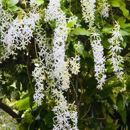 Bees Plant Hub Colourful Creeper Trio - Congea, White Petrea and Blue Petrea Combo Live Plant