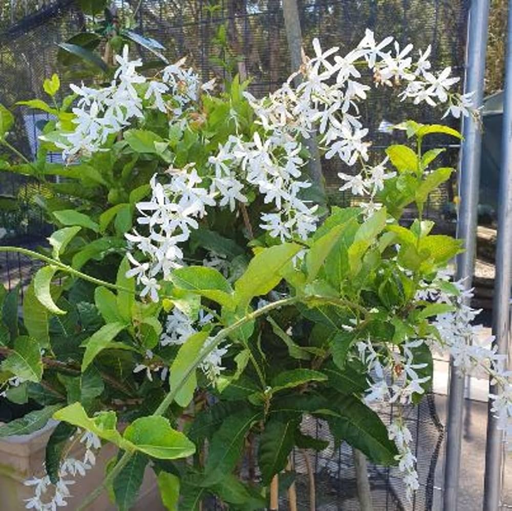 Bees Plant Hub White Petrea Sandpaper Vine Live Plant