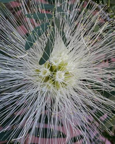 Bees Plant Hub White Powder Puff (Calliandra haematocephylla alba) Rare Flowering Live Plant