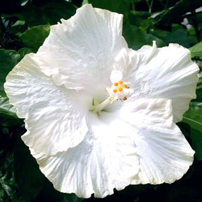 Bees Plant Hub Hibiscus White Hybrid - Flowering Plant