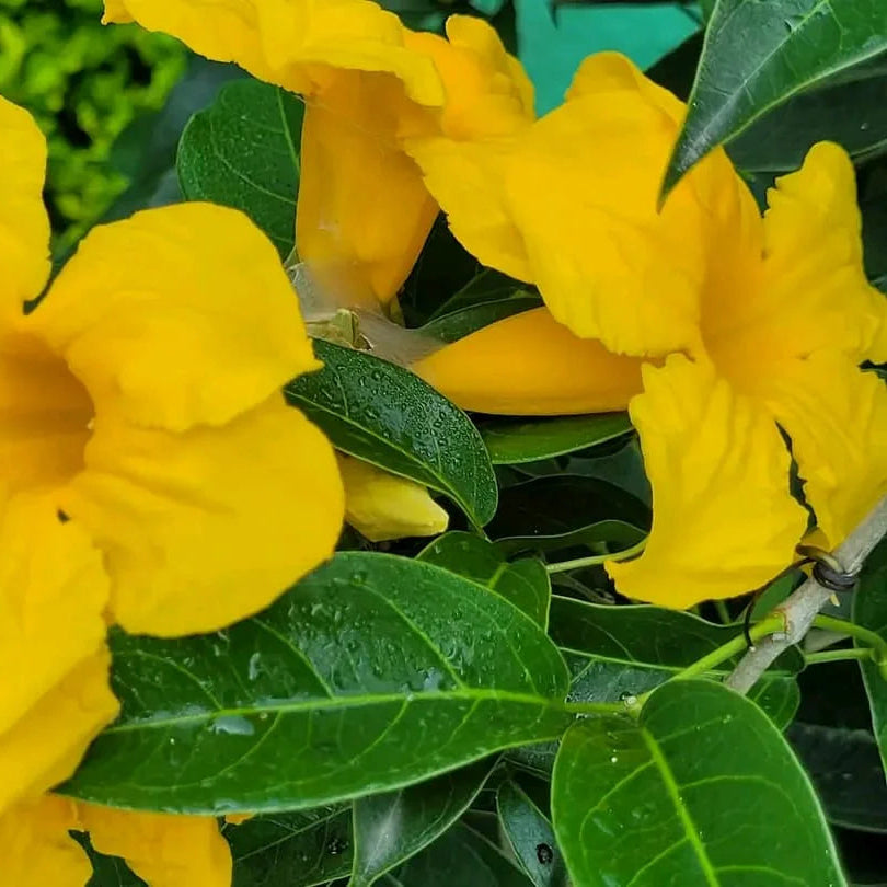 Yellow GarlicVine (adenocalymma comosum) Rare Flowering Live Plant