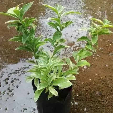 Varigated Yesterday Today Tommorrow (Brunfelsia pauciflora) Flowering Live Plant