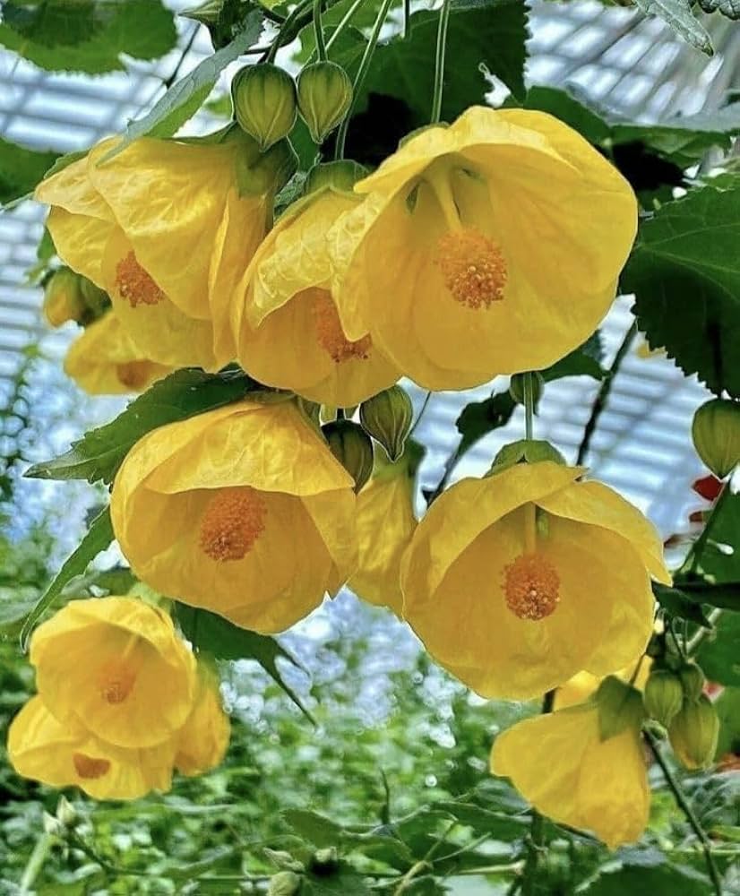 Bees Plant Hub Yellow Lantern Hibiscus Flowering Live Plant