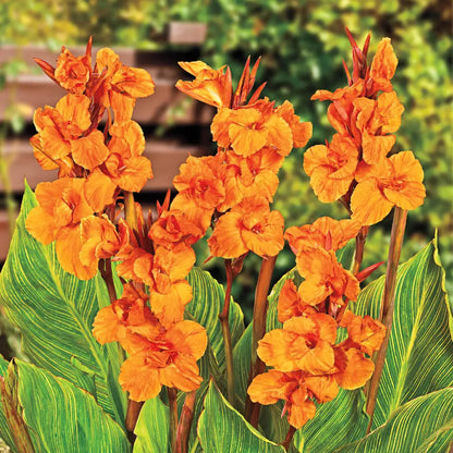 Orange Canna Lily / Indian Shot (Canna indica) Flowering Live Plant