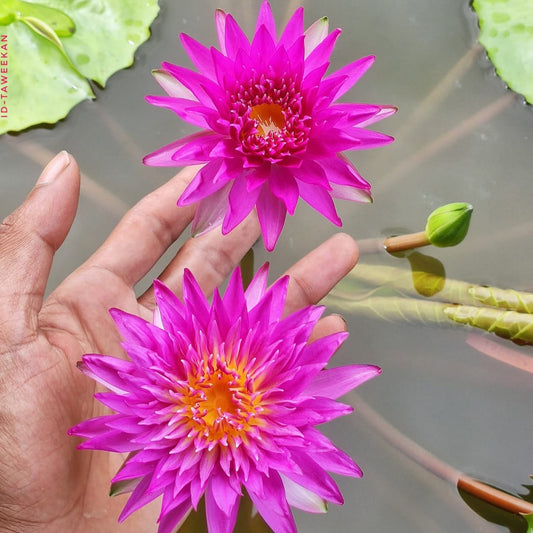 Bees Plant Hub Taweekan waterlily tropical daily bloomer live plant