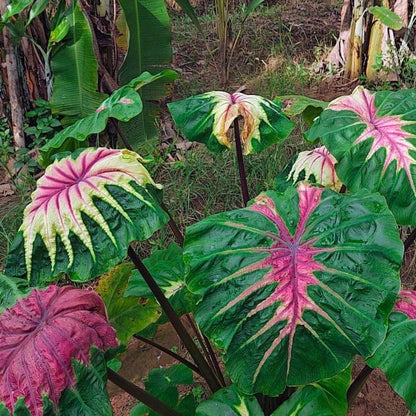 Colocasia Light pillar live plant