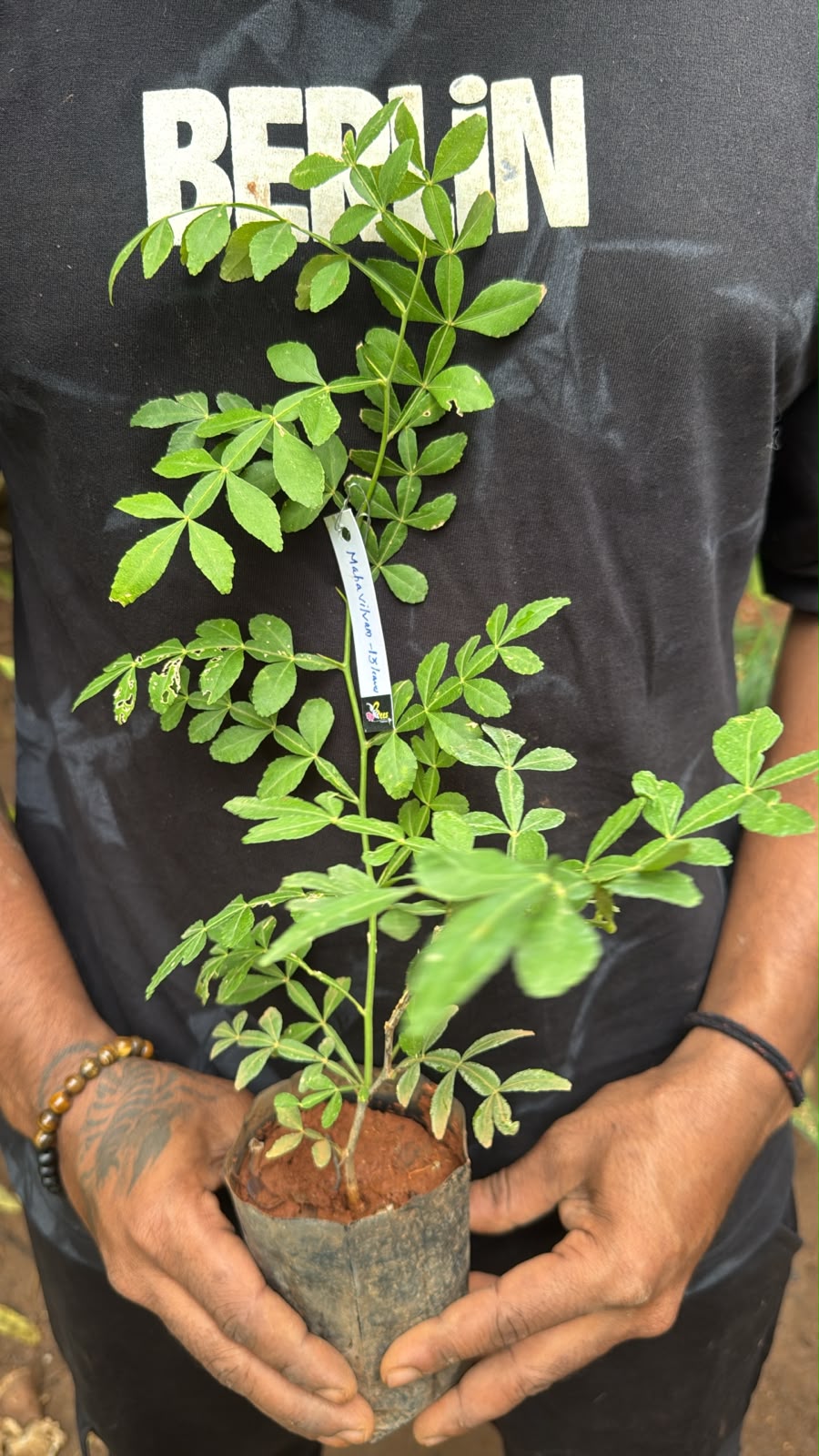 Bees Plant Hub 13 Leaves (Trayodasha-patra) Raja Maha Vilvam Plant