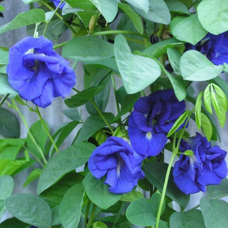 Clitoria Ternatea - Blue Multipetal (Sangu Pushpam, Butterfly Pea) Medicinal Live Plant