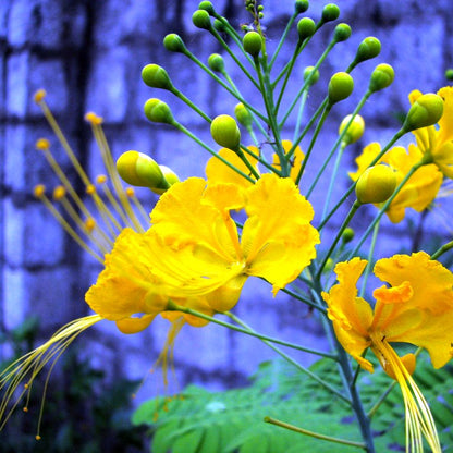 Peacock Flower / Rajamalli Yellow (Caesalpinia pulcherrima) Flowering Live Plant