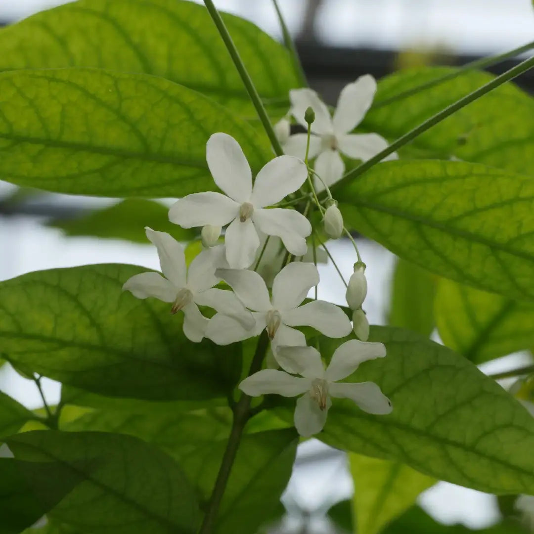 Water Jasmine Single Petal Highly Fragrant Flowering Rare Live Plant - Green Leaves