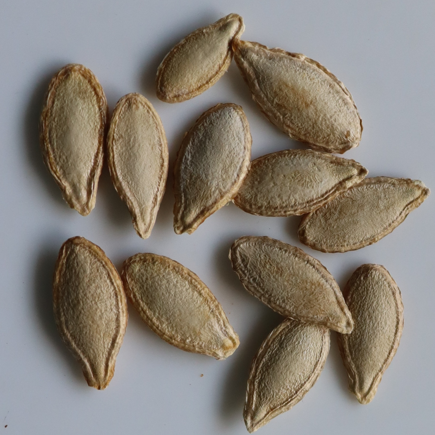 Organic Mini Pumpkin Seeds - Open Pollinated
