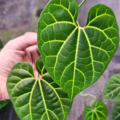 Aristolochia leuconeura – Rare Ornamental Climbing Plant