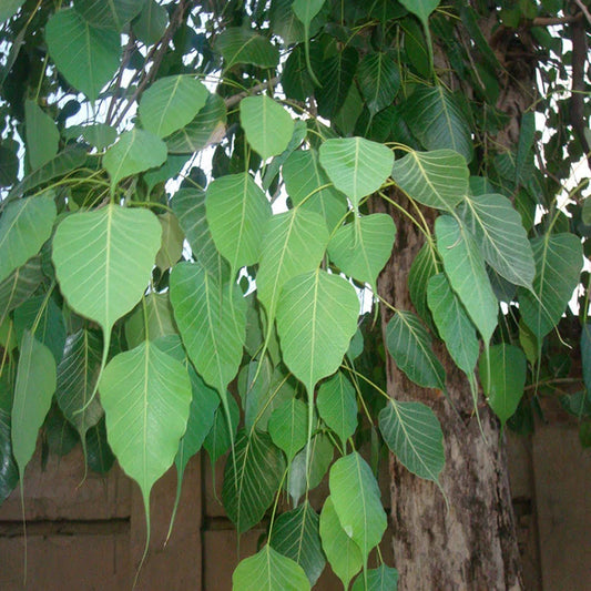 Pushyami Nakshatra Trees (Peepal Ficus religiosa live plant)