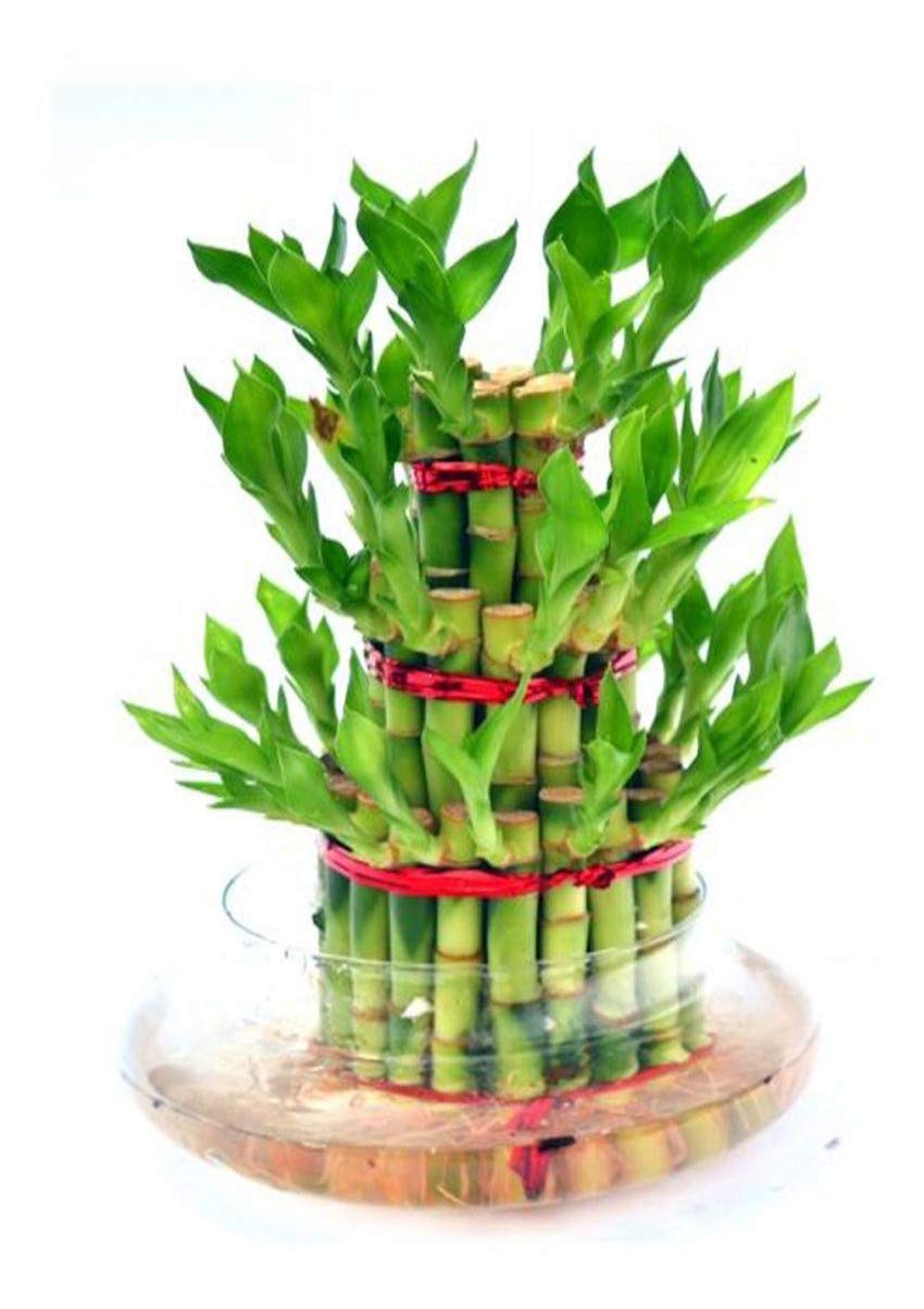 Bees Plant Hub 3 Layer Lucky Bamboo Indoor Live Plant