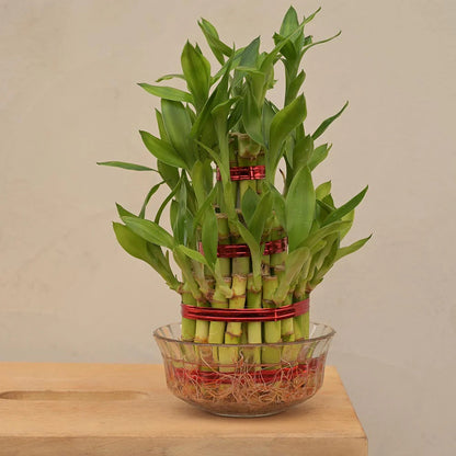 Bees Plant Hub 3 Layer Lucky Bamboo Indoor Live Plant