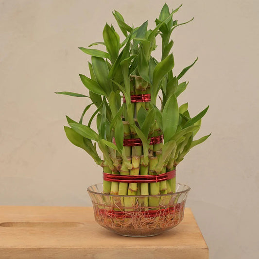 Bees Plant Hub 3 Layer Lucky Bamboo Indoor Live Plant