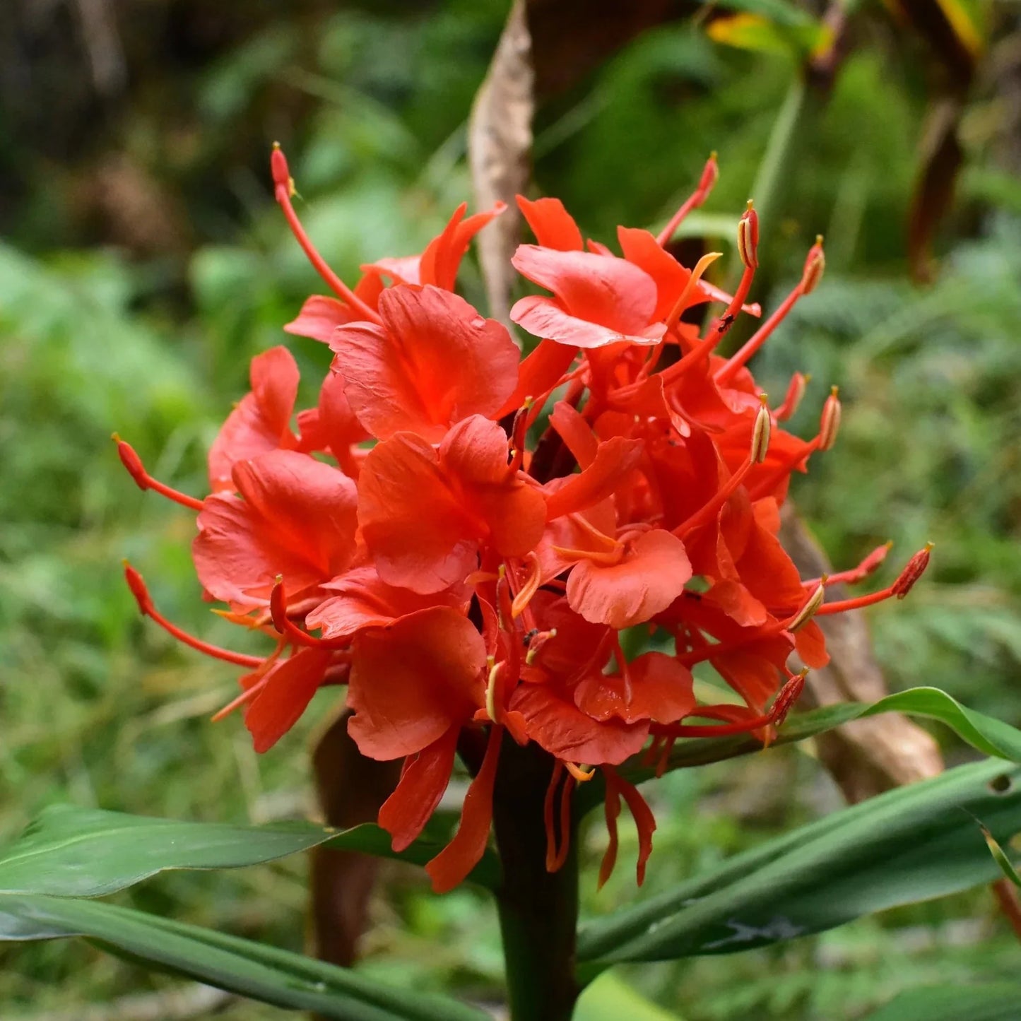 Hedychium Red Highly Fragrant All Time Flowering Rare Live Plant