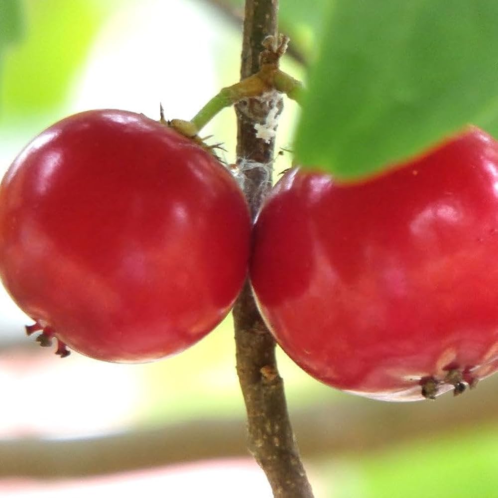 Lovi-Lovi / Batoko Plum Live Fruit Plant – Rare Exotic Tropical Fruit Tree