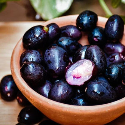 Rohini Nakshatra Trees (Black Jamun (Syzygium cumini) Live Plant)
