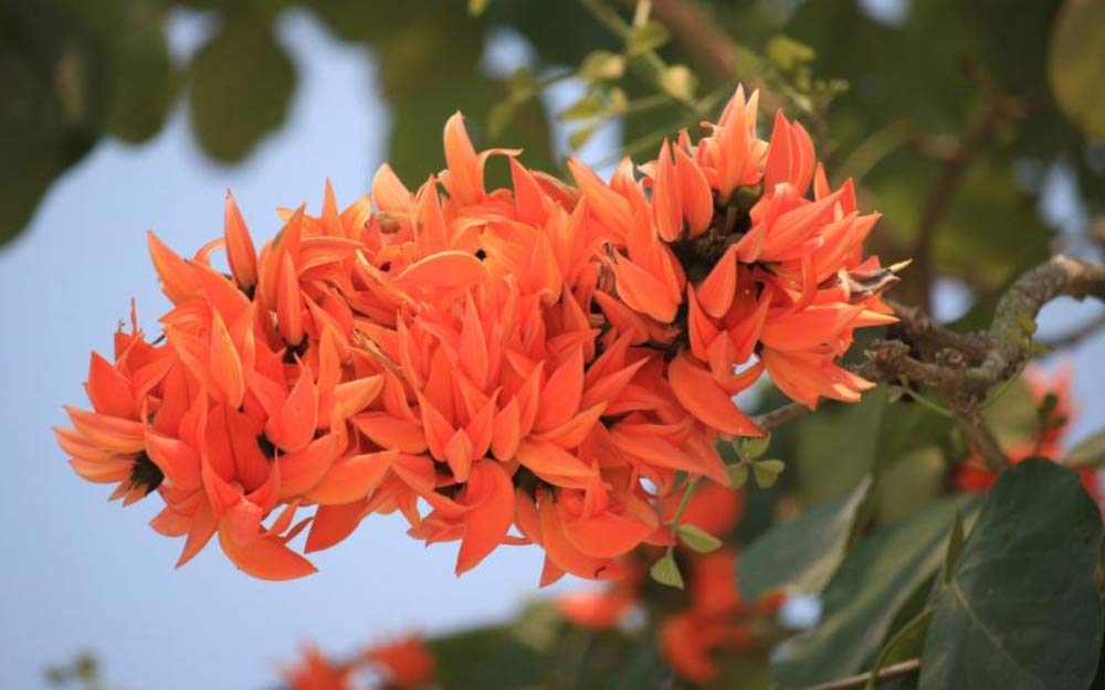 Yellow, Red & White Palash Combo All Time Flowering Layered Live Plants