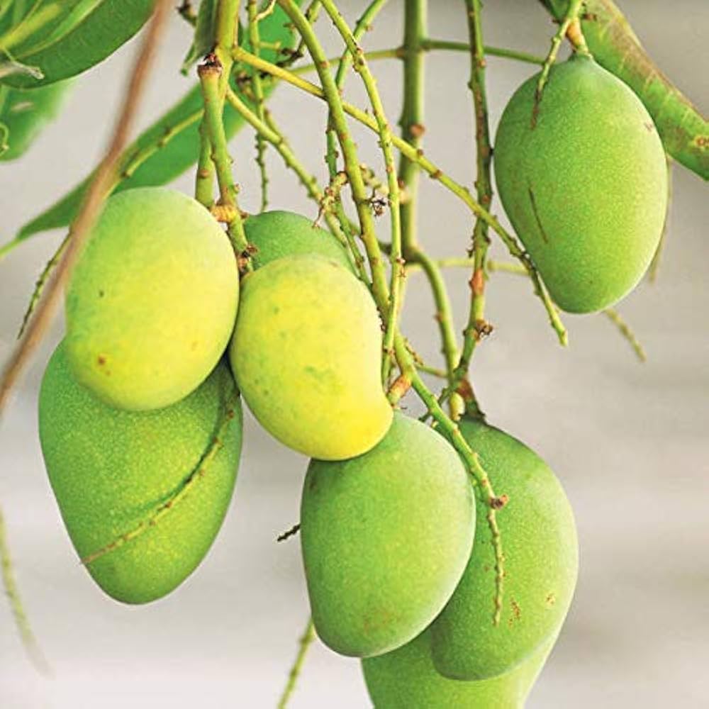 Priyoor Mango Grafted Live Plant