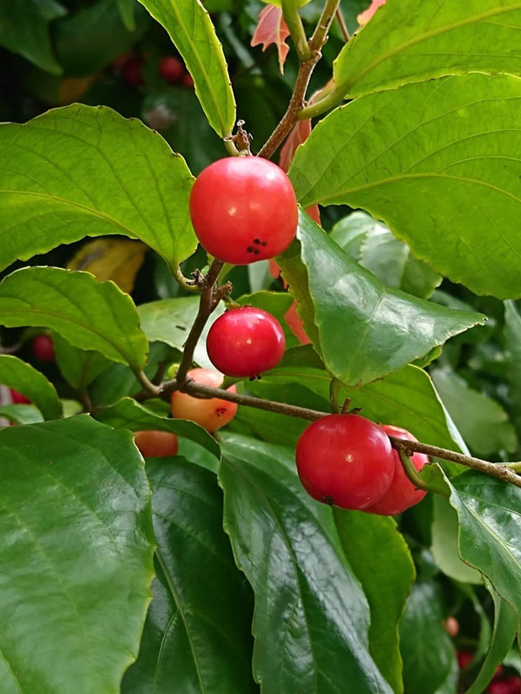 Lovi-Lovi / Batoko Plum Live Fruit Plant – Rare Exotic Tropical Fruit Tree