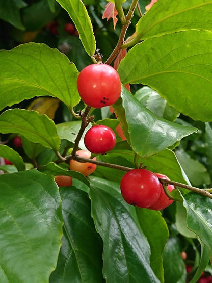 Lovi-Lovi / Batoko Plum Live Fruit Plant – Rare Exotic Tropical Fruit Tree