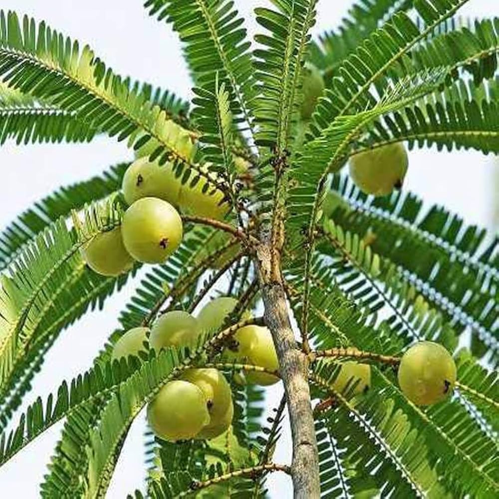 Bharani Nakshatra Trees (Indian Gooseberry amla- Embilica officionalis)