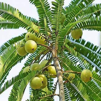 Bharani Nakshatra Trees (Indian Gooseberry amla- Embilica officionalis)