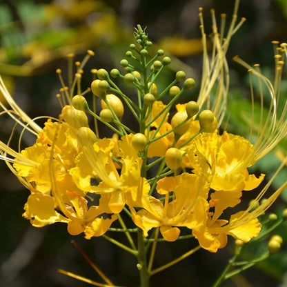 Peacock Flower / Rajamalli Yellow (Caesalpinia pulcherrima) Flowering Live Plant